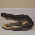 Alligator Head